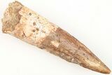 Fossil Spinosaurus Tooth - Real Dinosaur Tooth #204514-1